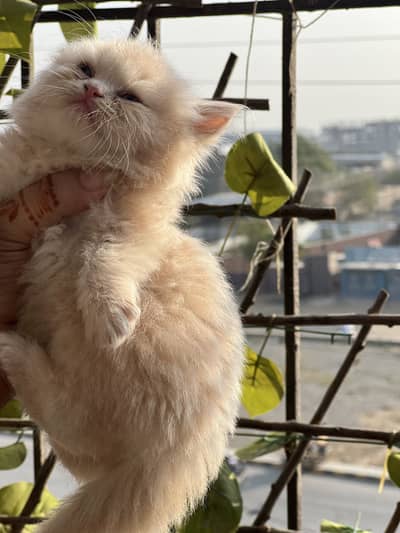 persian kittens