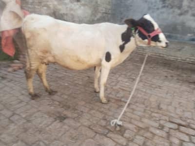 cow 1st timer 03459752637