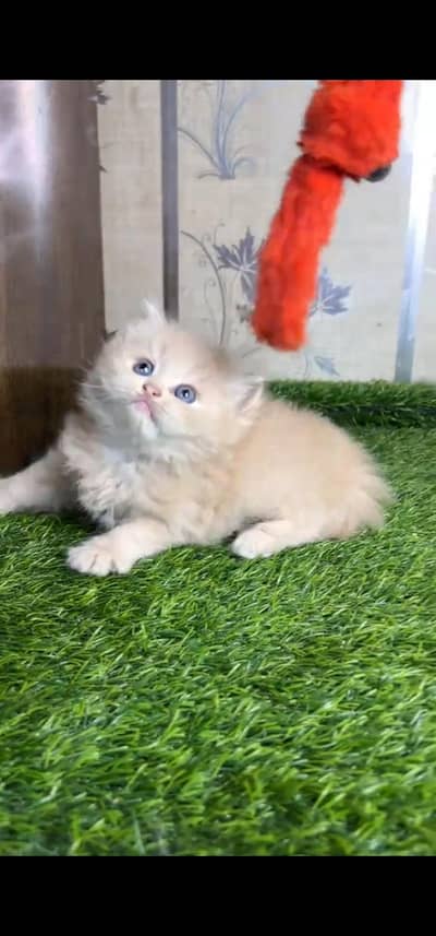 Quality Persian Punch face cat & kitten is 03477878702 WhatsApp