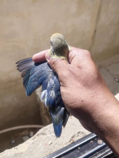 parblue opline patha age 4 months non dna