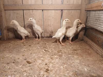 SHAMO | WHITE SHAMO | KING SHAMO CHICKS | JAPANESE SHAMO