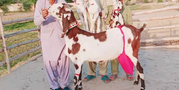 3 Bacchon Ka Sath Desi Bakri For Sale/ +03221442364