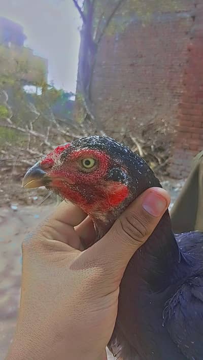 murgi for sale meawali