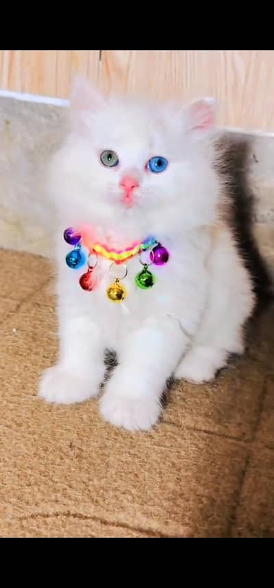 Quality Persian Punch face cat & kitten is 03477878702 WhatsApp