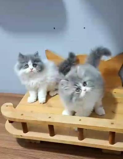 Persian Cats & Kittens for Sale may WhatsApp 03126762031