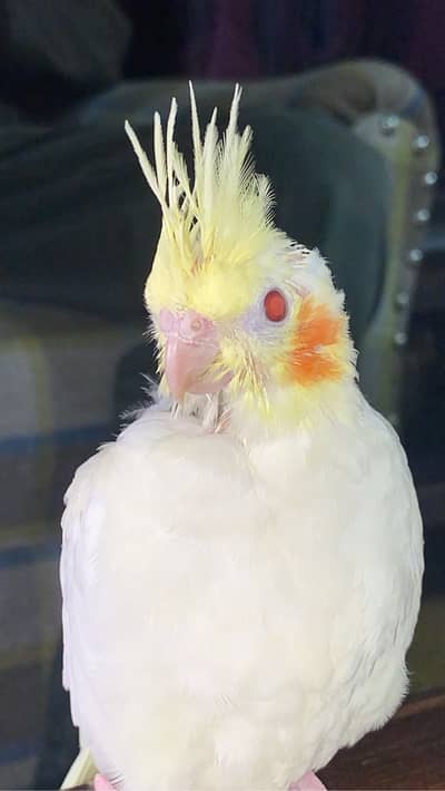 Hand tamed young Cute cocatiel