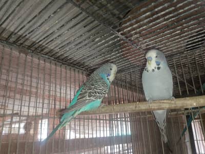 Exhibition,King,undersize,hogo,hogoromo,hogo,bajri,rainbow,pied,TCB,EC