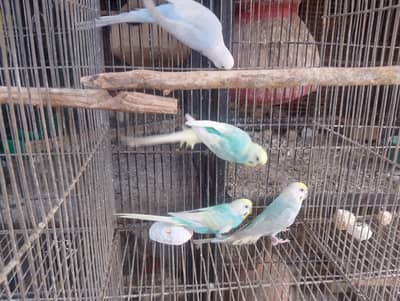 hogo,hogoromo,hogo,bajri,rainbow,pied,TCB,EC