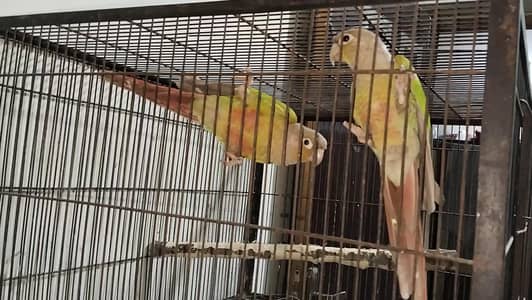 breeder pair with DNA