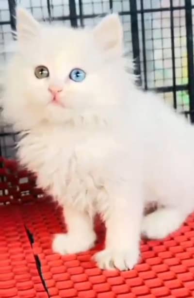 Persian Cats & Kittens for Sale may WhatsApp 03126762031