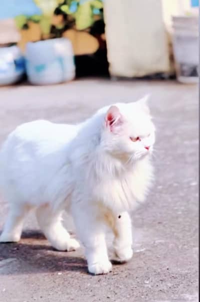 Adorable & Healthy Cat Available for a Loving Home