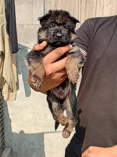 German Shepherd Puppies