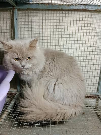 Persian Male Cat, triple coat, doll face, breeder 0312,6878,904