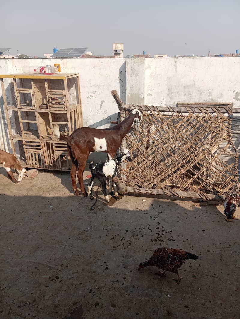 Bakra 3