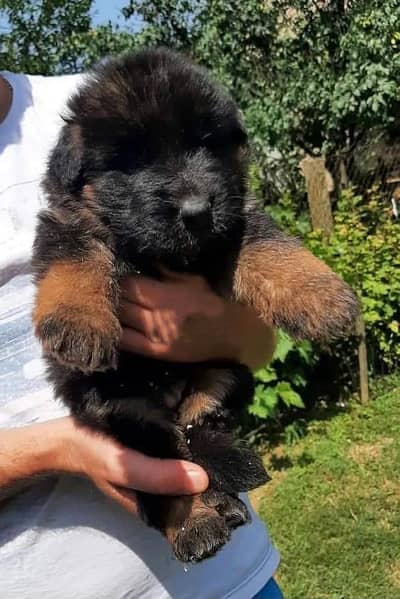 German shepherd pedigreed puppies 03014615555
