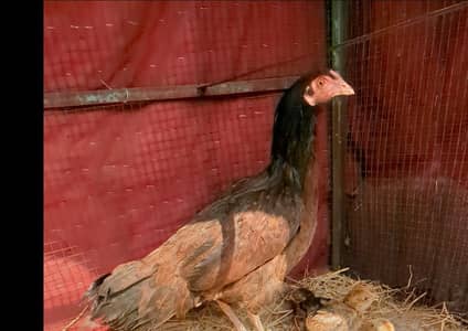 ASEEL HEN WITH ONE CHICK