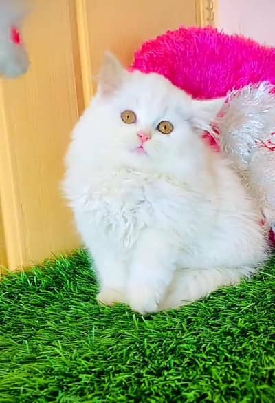 Persian Cats & Kittens for Sale may WhatsApp 03126762031