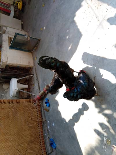 austrolorp hens for sale