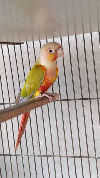 pineapple cnour male