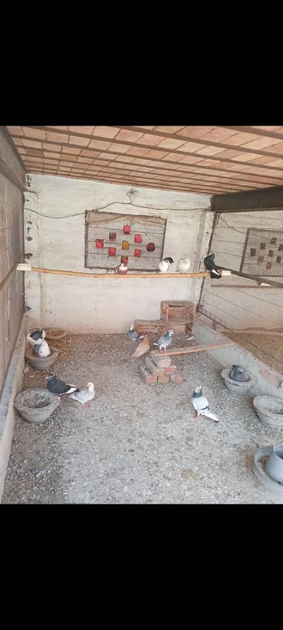 Variety Of Pigeons Avaliable For Sale 0309/698/5528