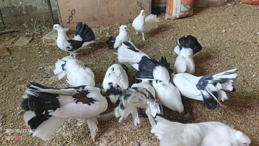 15 pigeons Available