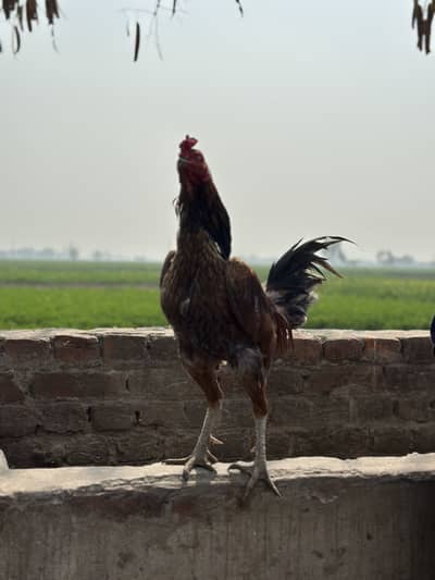 Pure burmi murga for sale