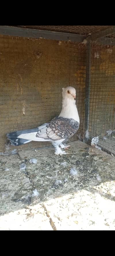 female chari  fancy satenet breeder Available