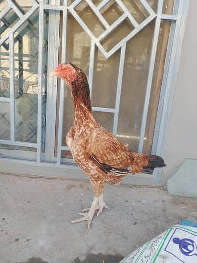 bhot outclass madi for sale