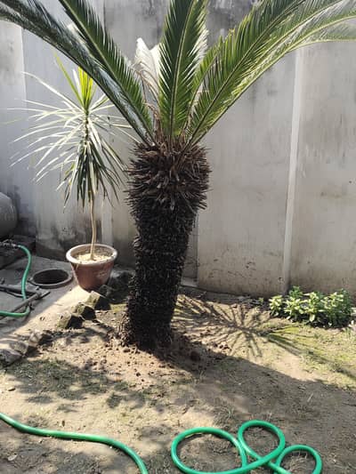 Sago palm