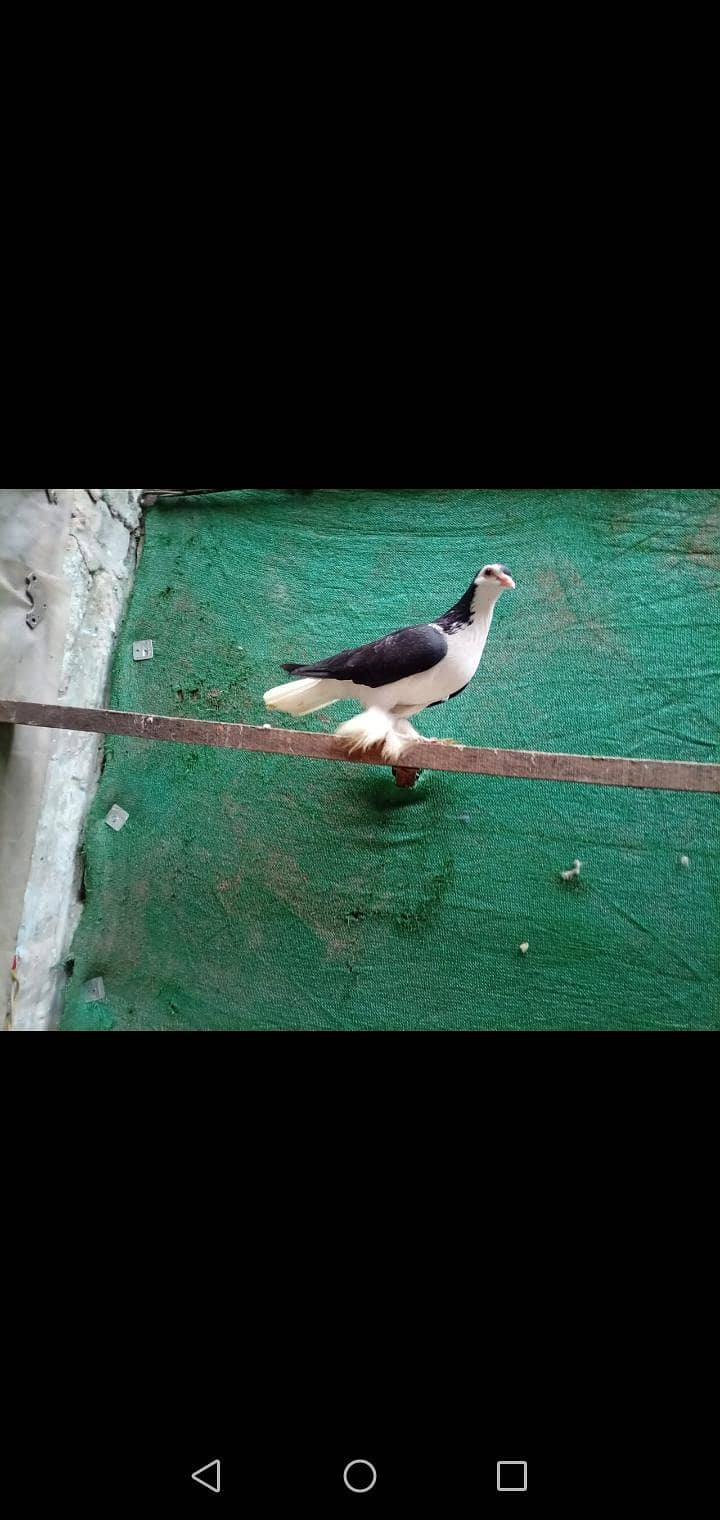 fancy pigeon 2