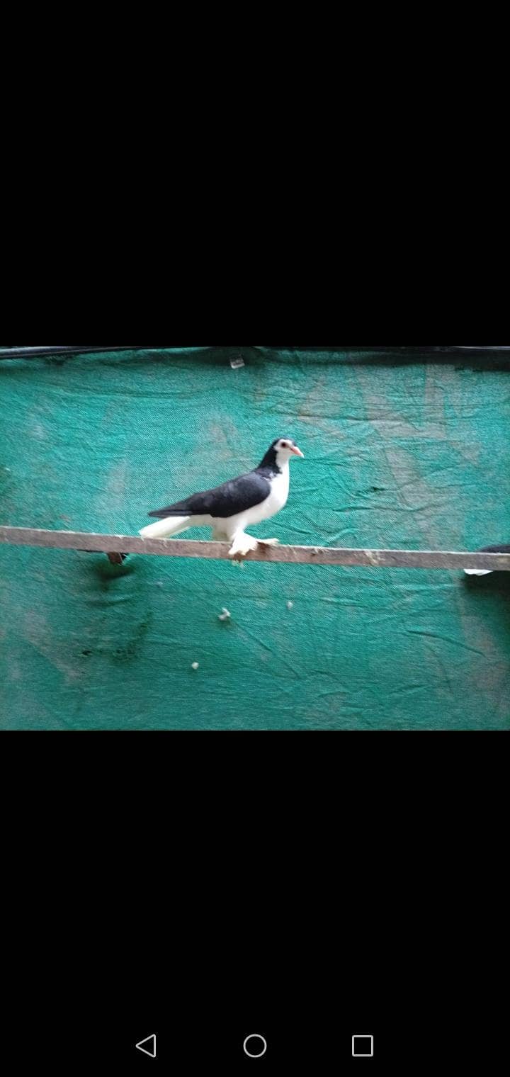 fancy pigeon 3