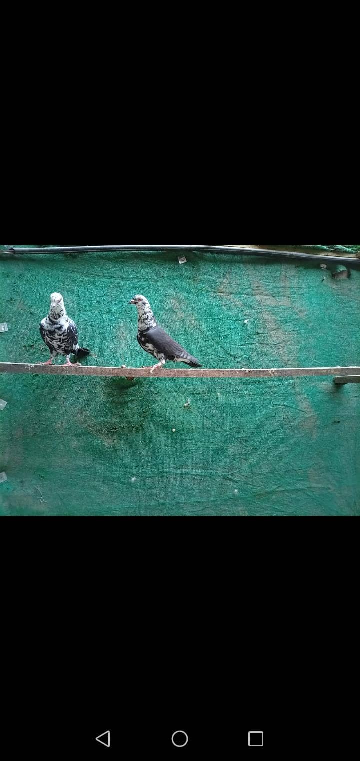 fancy pigeon 6