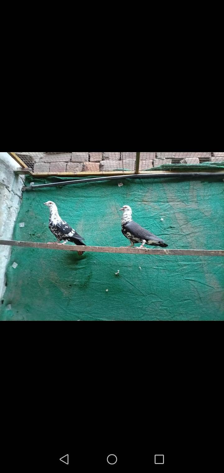 fancy pigeon 9