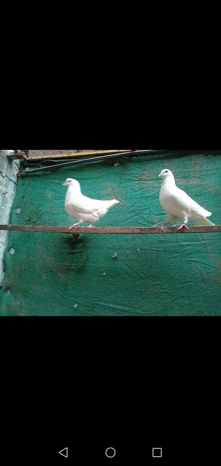 fancy pigeon 10