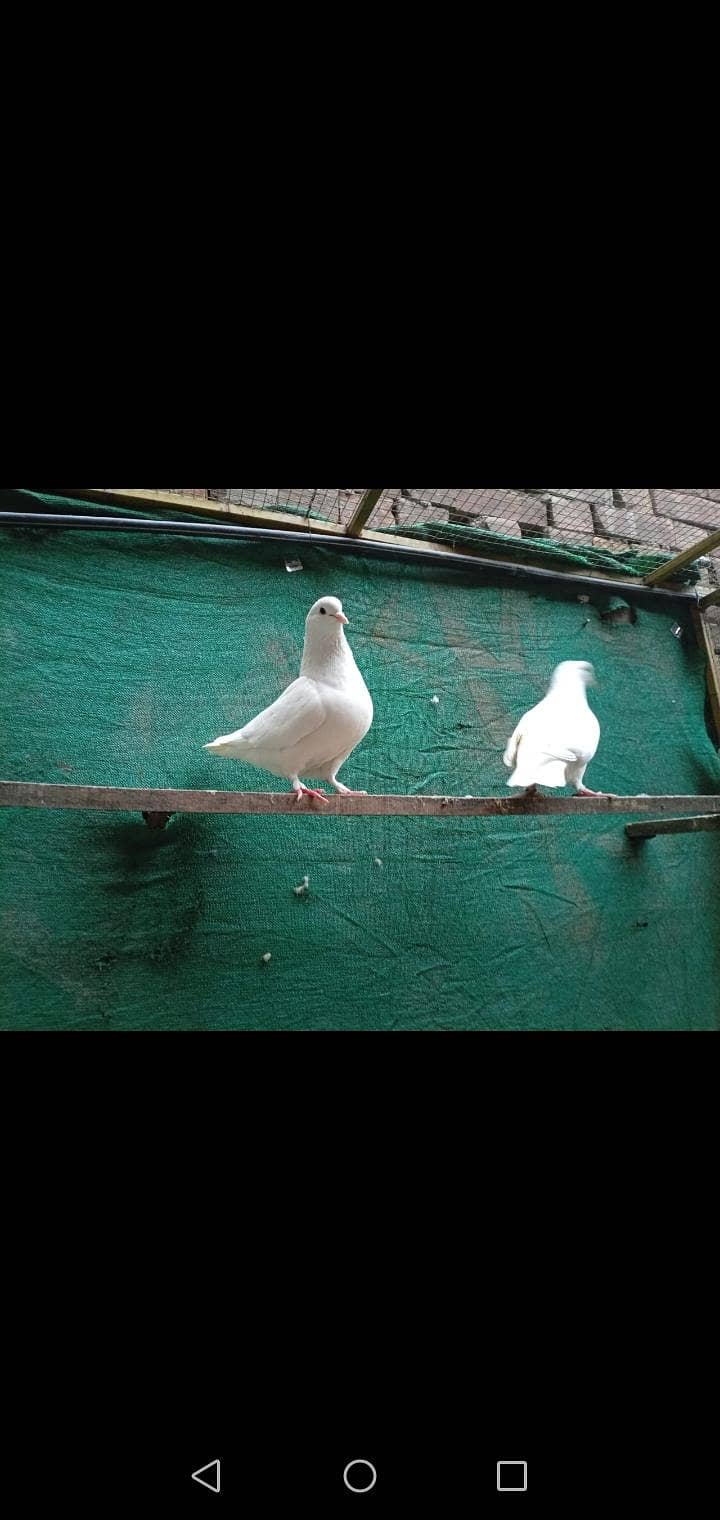 fancy pigeon 12