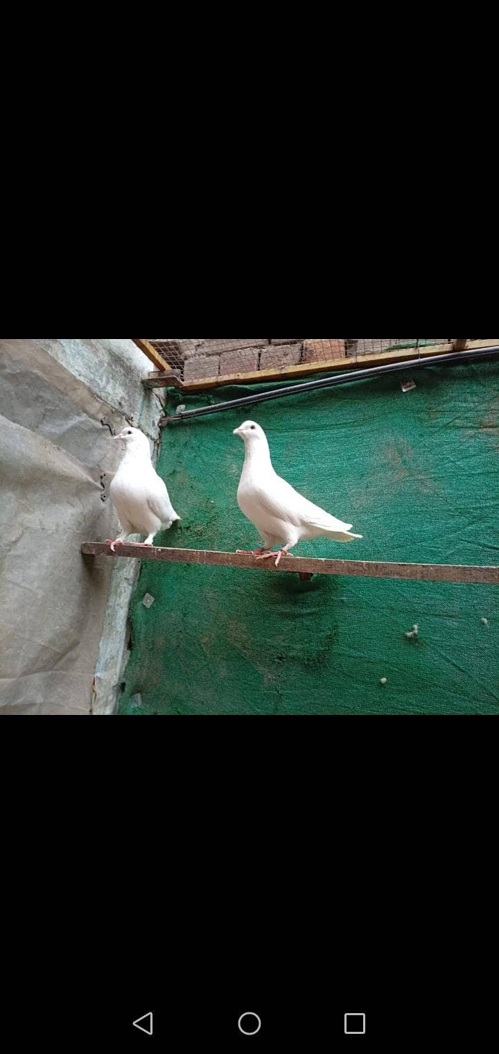 fancy pigeon 14