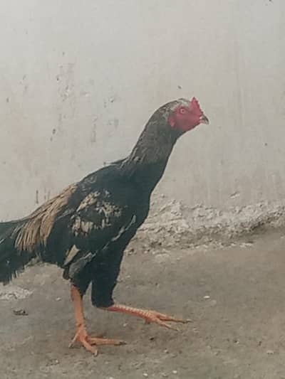 aseel hens 03140056924