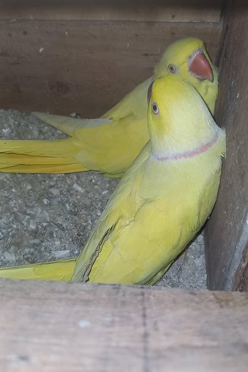 yellow breader pair 0