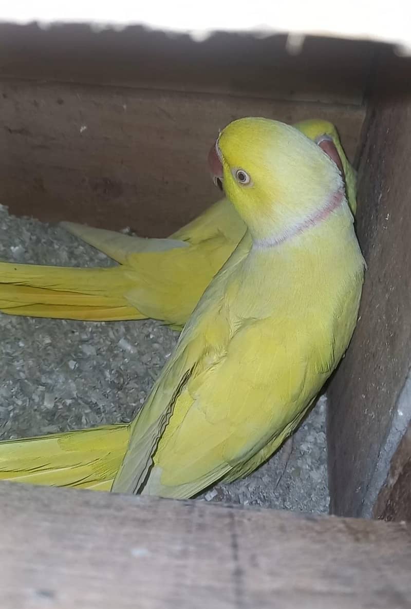 yellow breader pair 1