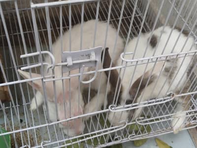 full active 2 females