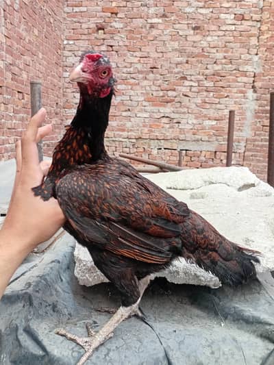 egg laying aseel murgi available 03350661457