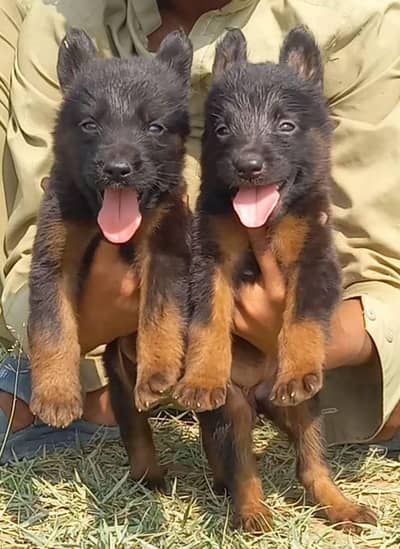 German Shepherd double coat Jodi 2 month for sale