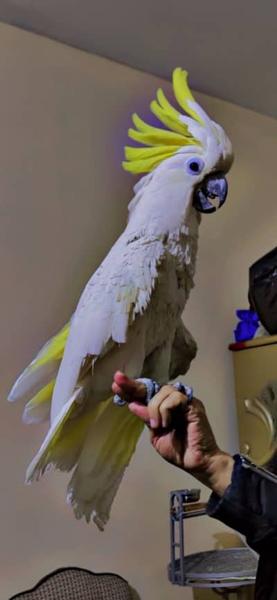 Raw pairs and Sulphur crested CAcatoo read ad carefully