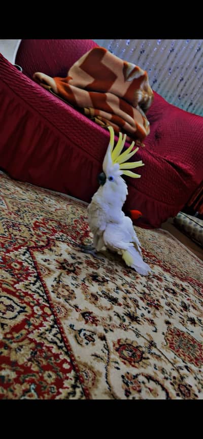 Triton Cacatoo Xch possible read ad carefully