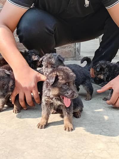 German Shepherd Male And Females Puppies