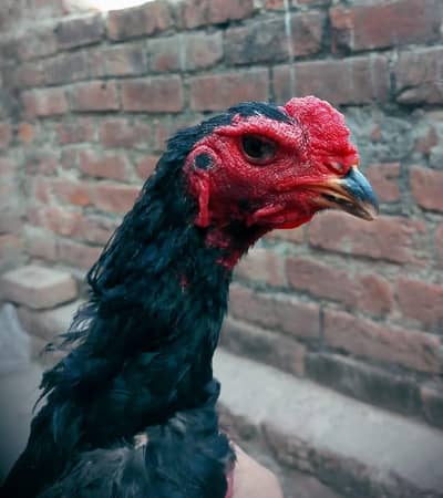 I want to sale my homebreed 3 Thai aseel phaty