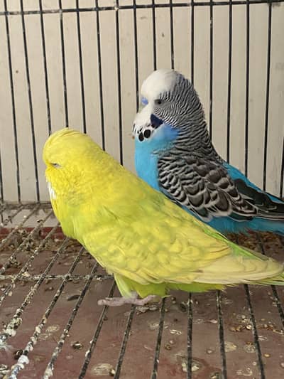 Exhibition pair , exhibition cristed male