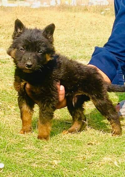 German shepherd Dubal cout mail 2 mahnt for sale