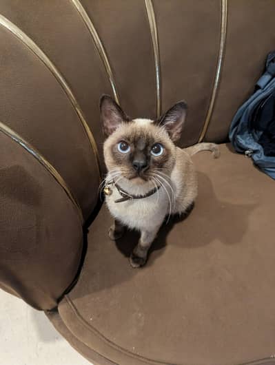 Siamese male for stud (breeding)
