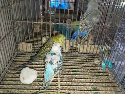 hogo,hogoromo,hogo,bajri,rainbow,pied,TCB,EC